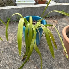決まりました！キンリョウヘン③