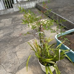 決まりました！ナンテンとキンリョウヘン寄せ植え