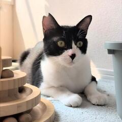 多頭飼育崩壊から保護しました。