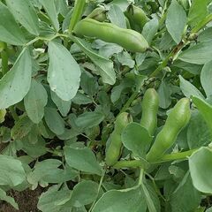 そら豆１００ｇ。残りわずかです。無農薬無化学肥料で育てました。