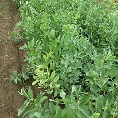 そら豆１００ｇ。残りわずかです。無農薬無化学肥料で育てました。の画像