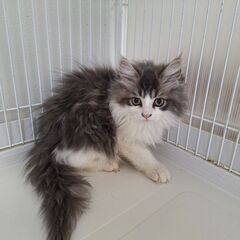 里親募集中！ノルウェージャンフォレストキャット♂
