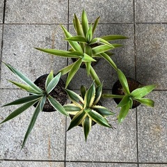 アガベ　セット