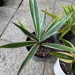アガベ　セットの画像