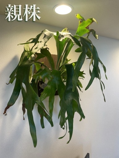 コウモリラン ビカクシダ ニッキー 子株 P. Nicky 成長記録 2025.8.22