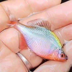 タナゴ、金魚、メダカ【まとめ買いがお得】