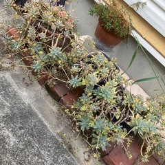 【受け取り先が決まりました】多肉植物　朧月