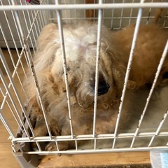 緊急　保護犬　トイプードル　10歳