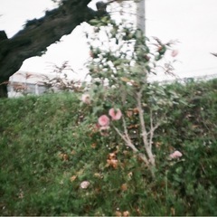 フィルムカメラ　ジャーニーコニカの画像