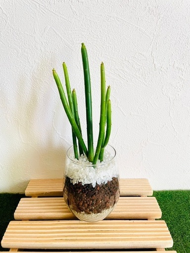 ユーフォルビアセドロルム観葉植物多肉植物ハイドロカルチャー