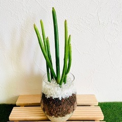 ユーフォルビア　セドロルム　観葉植物　多肉植物　ハイドロカルチャー
