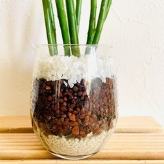 ユーフォルビア　セドロルム　観葉植物　多肉植物　ハイドロカルチャーの画像