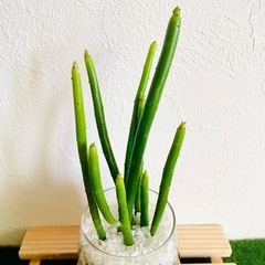 ユーフォルビア　セドロルム　観葉植物　多肉植物　ハイドロカルチャーの画像