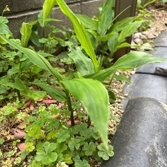 ミョウガの苗  3本  100円