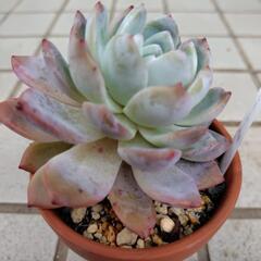 多肉植物　オレンジモンロー　韓国苗の画像