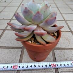 多肉植物　オレンジモンロー　韓国苗の画像