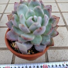 多肉植物　オレンジモンロー　韓国苗の画像