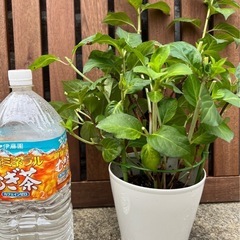 紫陽花 フレンチボレロ