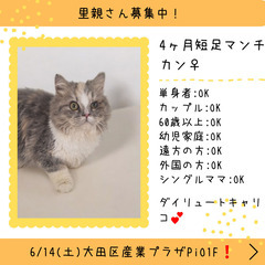 里親募集中！4ヶ月ラガマフィン♂(⋈◍＞◡＜◍)。✧♡ 