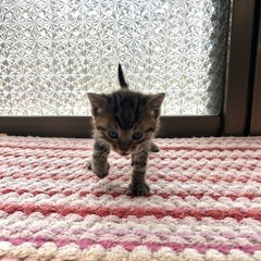 子猫 生後1ヶ月ほど