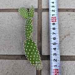 多肉植物　ウチワサボテン　カット苗