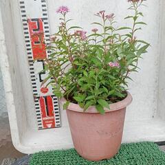 シモツケ 鉢植え
