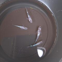 ラメが強めのメダカ　2ペアの画像