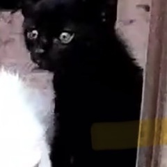 黒猫のあかちゃん