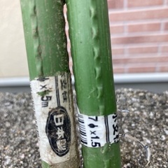 イボ支柱の画像