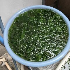 水草 マツモ草 自家栽培 無農薬  