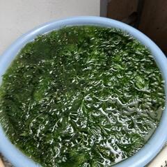 水草 マツモ草 自家栽培 無農薬  の画像