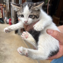 子猫
