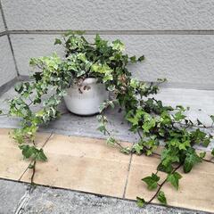 ０円‼️無料‼️観葉植物🌿