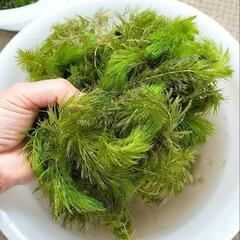 写真のマツモB(多め)