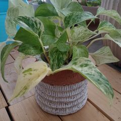 マーブルポトス　観葉植物　鉢付き