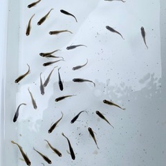 サタン黄ヒレ 約30匹の画像