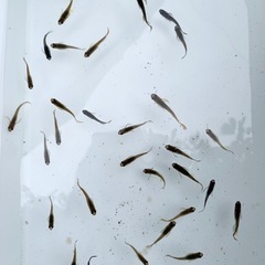 サタン黄ヒレ 約30匹の画像