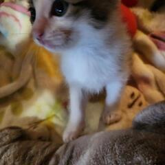 1ヶ月の子猫の里親さん募集