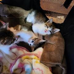 1ヶ月の子ねコ3匹よろしくお願いします
