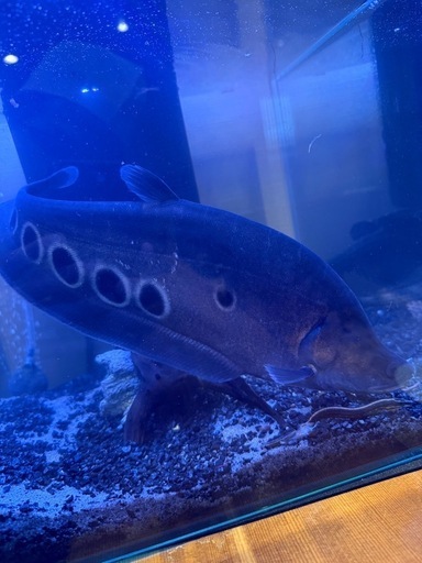 スポッテットナイフ