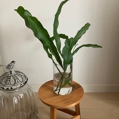 月下美人