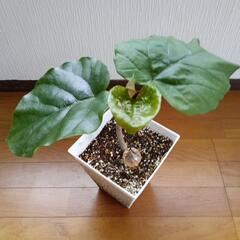 ウンベラーダ・フィカス