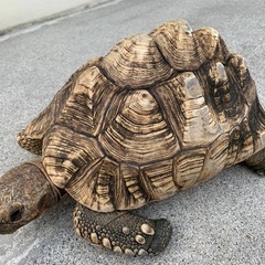 ケヅメリクガメ