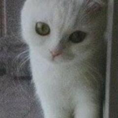 😸はなこのLINE友達作りの部屋😸