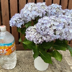 5、紫陽花 ハイドランジア
