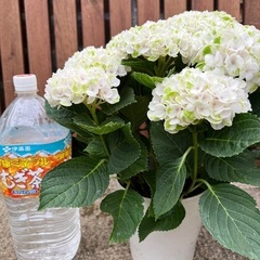 6、紫陽花 ハイドランジア