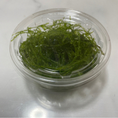 【100円 or 水草交換OK】ウィローモス（水草）90mlカッ...
