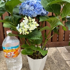 7、紫陽花 ハイドランジア