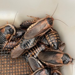 爬虫類　エサ　デュビア　25匹