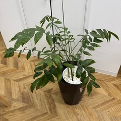 観葉植物